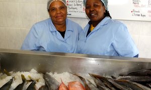 Gansbaai se Visvlekkers